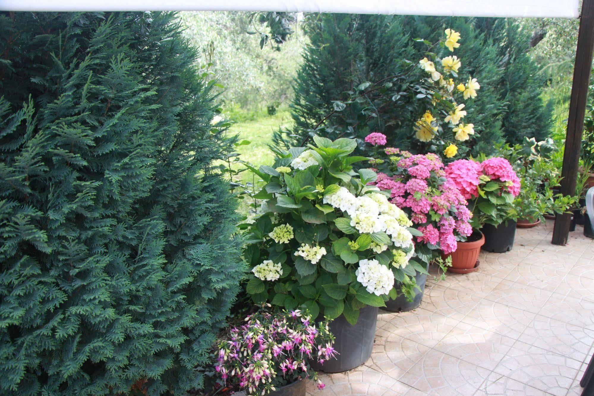 B&B La Terrazza Di Фраскаті Екстер'єр фото